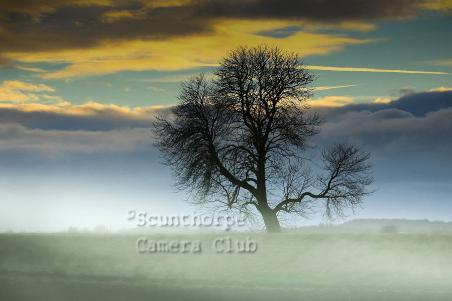 Tree with mist rolling in